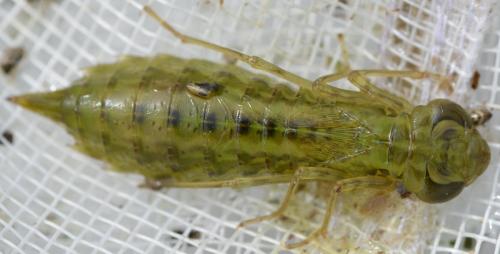 Anax sp.